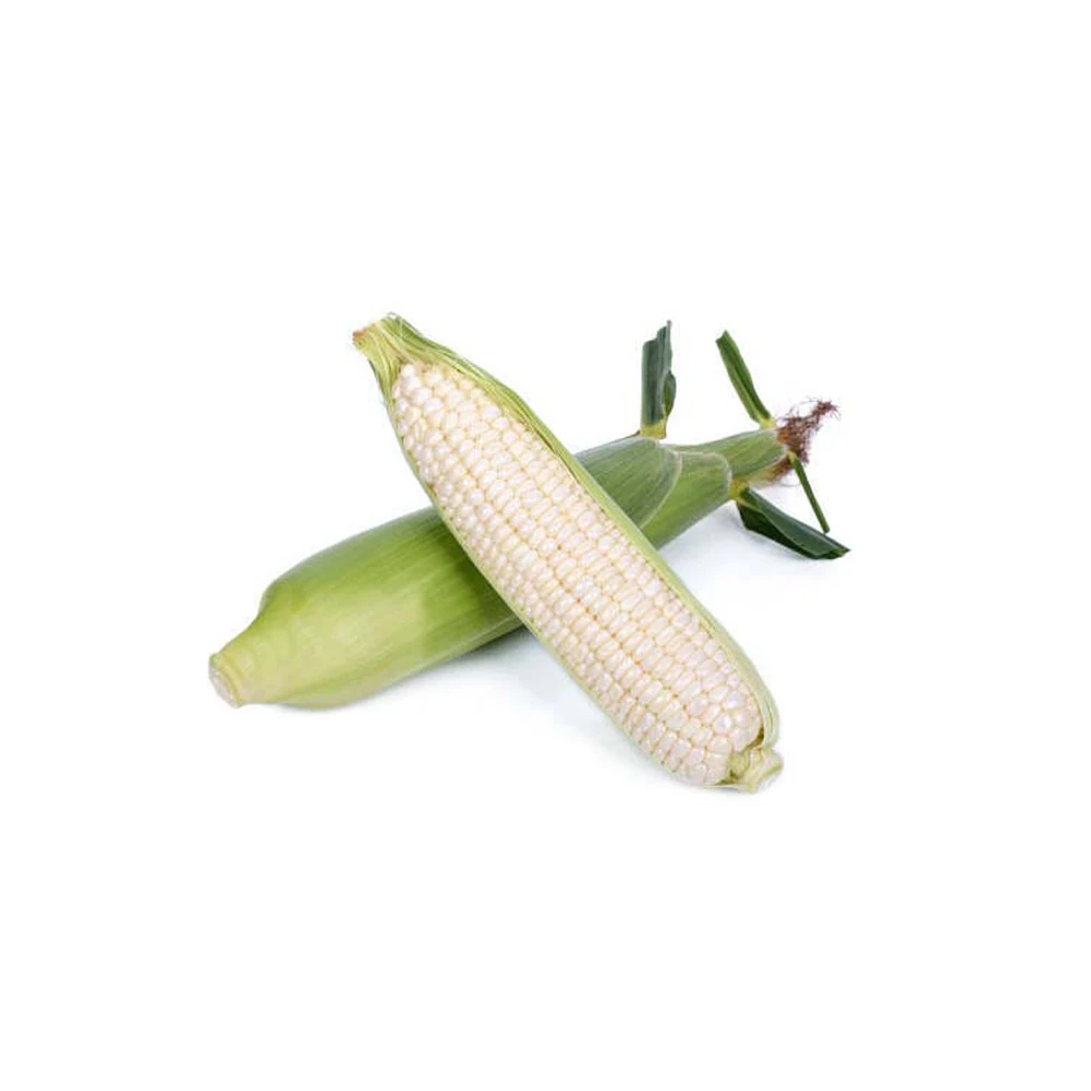 Non-GMO White Corn & White Corn Maize Popcorn White Corn for Human & Animal Feed