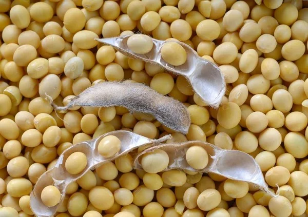 Non Organic Soybean / GMO Organic Soybeans / Soybean Seeds