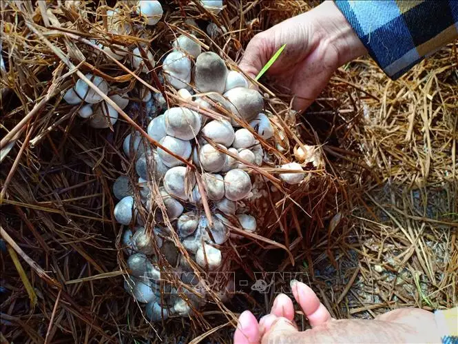 Natural salted straw mushrooms from Vietnam