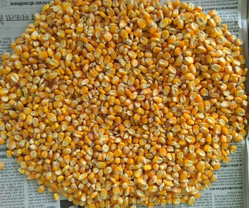 Best Quality Exporters of Indian Yellow Maize Corn For Animal Feed Bulk Quantity Supplier From India