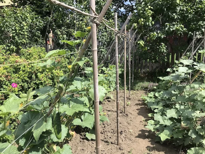 100% Натуральный Бамбуковый полюс-большие бамбуковые полюсы от прямого производителя оптовая продажа бамбуковых полюсов по низкой цене