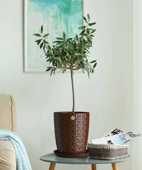 chau kim cuong 2.png