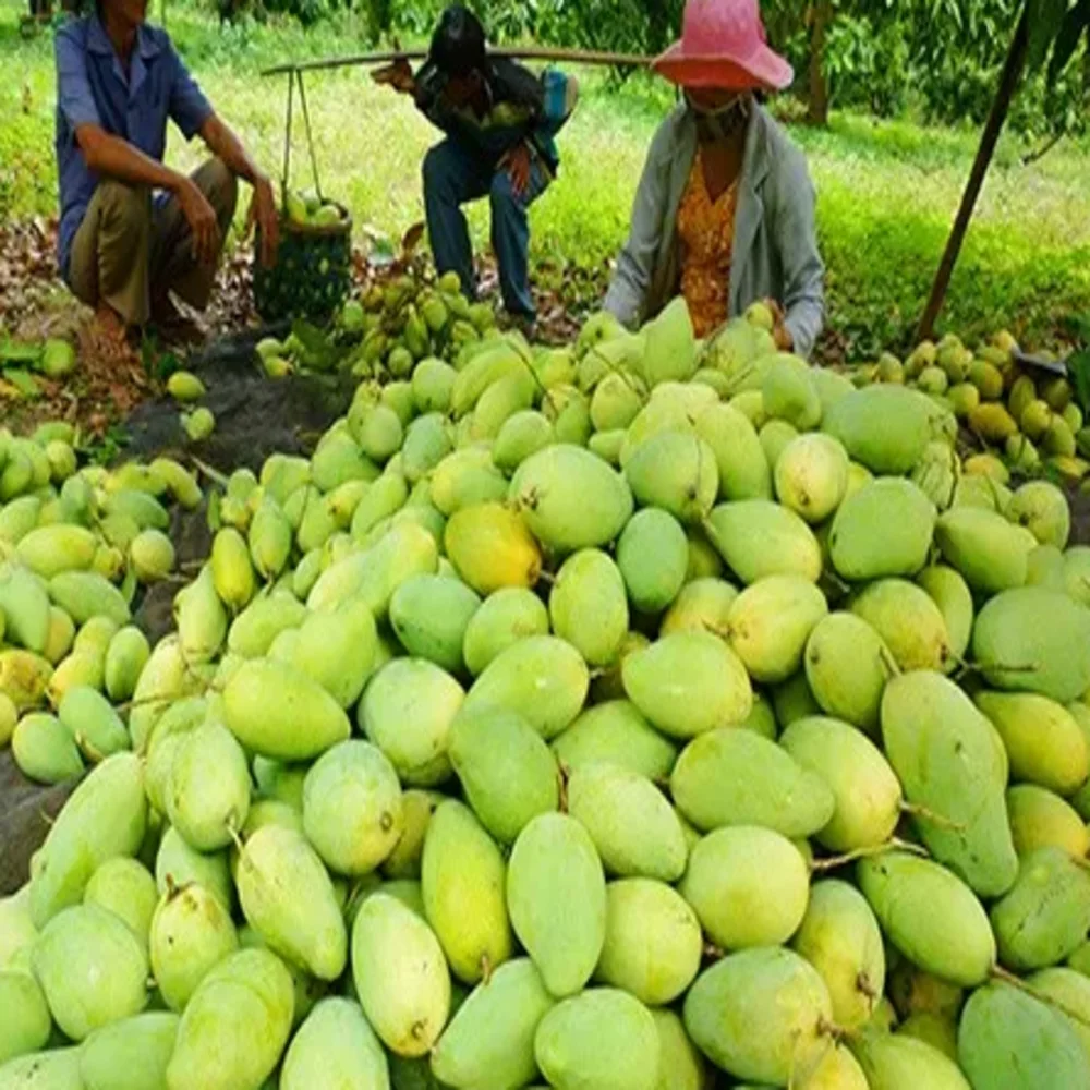 1 Month Shelf Life Fresh Mangos Passionate Aroma Sweet Taste Agriculture 100% Natural Vietnamese Cat Chu Mango