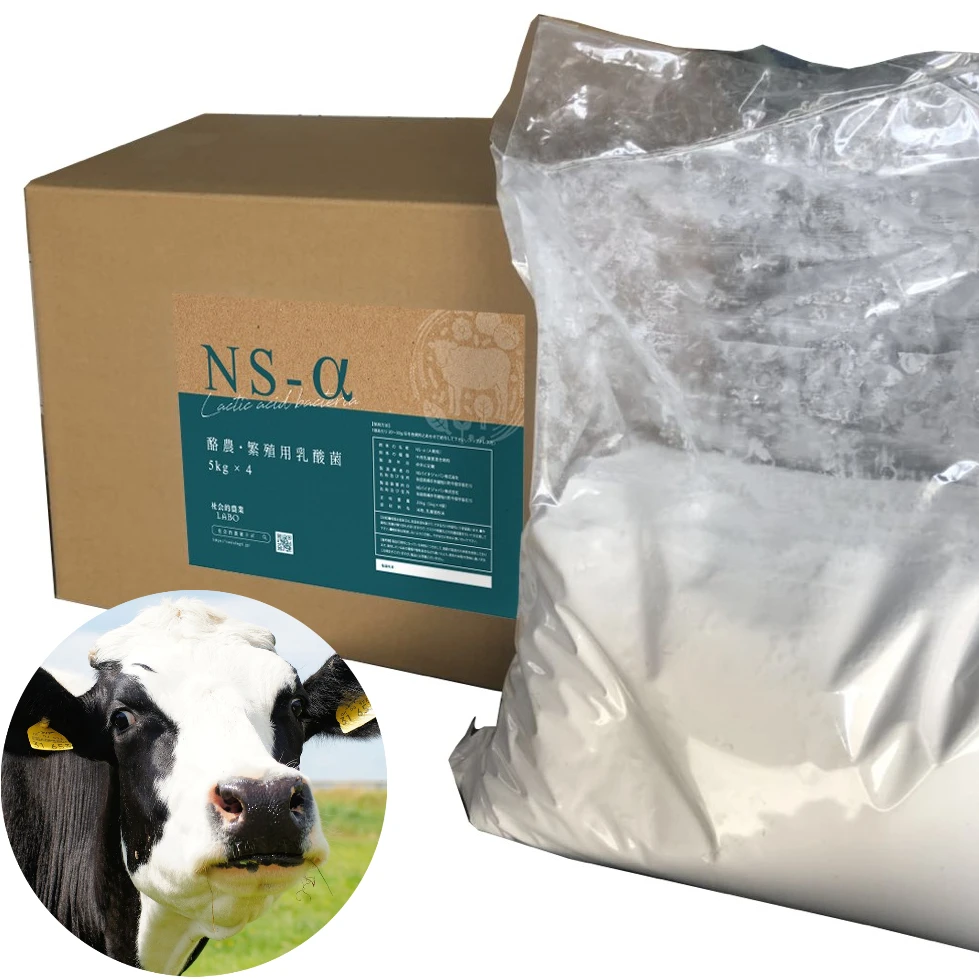 Cattle feed additive lactic acid bacteria dairy farming and breeding superior quality