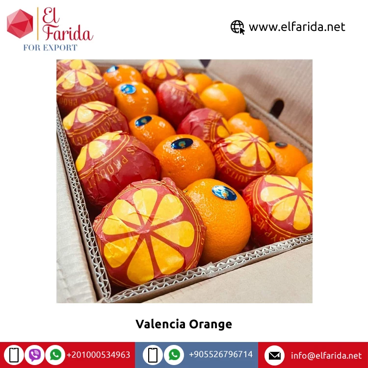 Best Selling High Nutritious Premium Fresh Oranges Fresh 100% Natural Pure Healthy Valencia Orange for Sale
