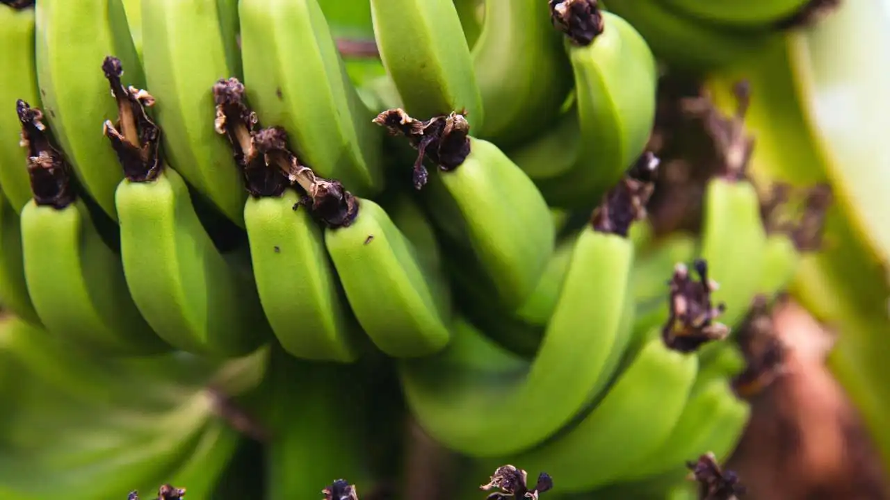 Super Quality vegetables Green Banana for Cooking Food Available at Wholesale Price from Indian Exporter