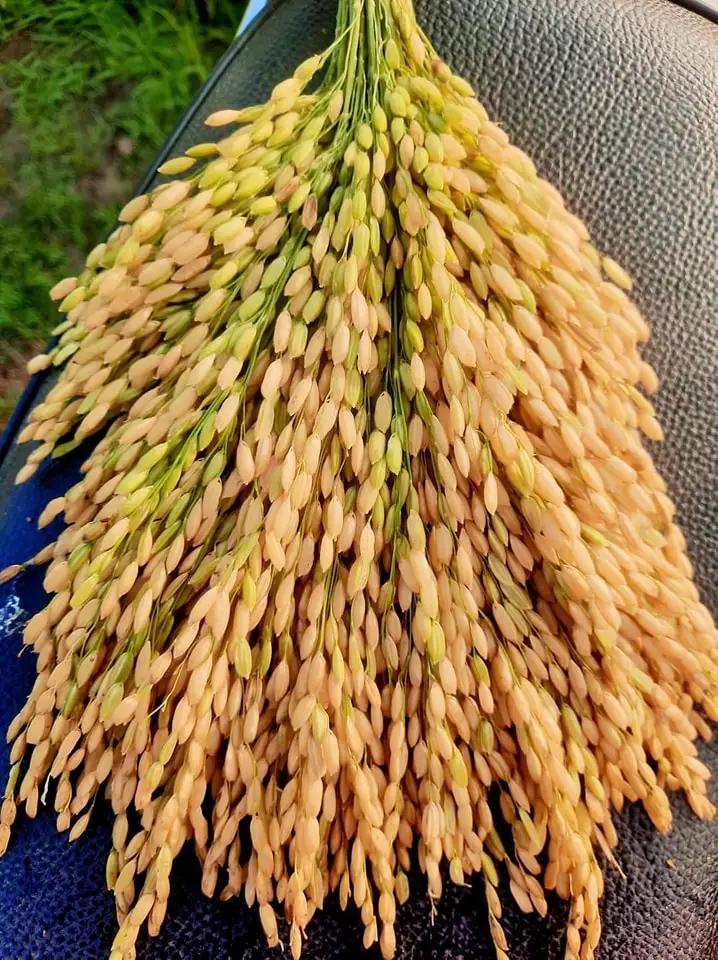 Japan Supplier Sell Cheap Price Typical Premium Foodstuff Grains Of Rice (Whatsapp: Mr Daivd 0084986778999)