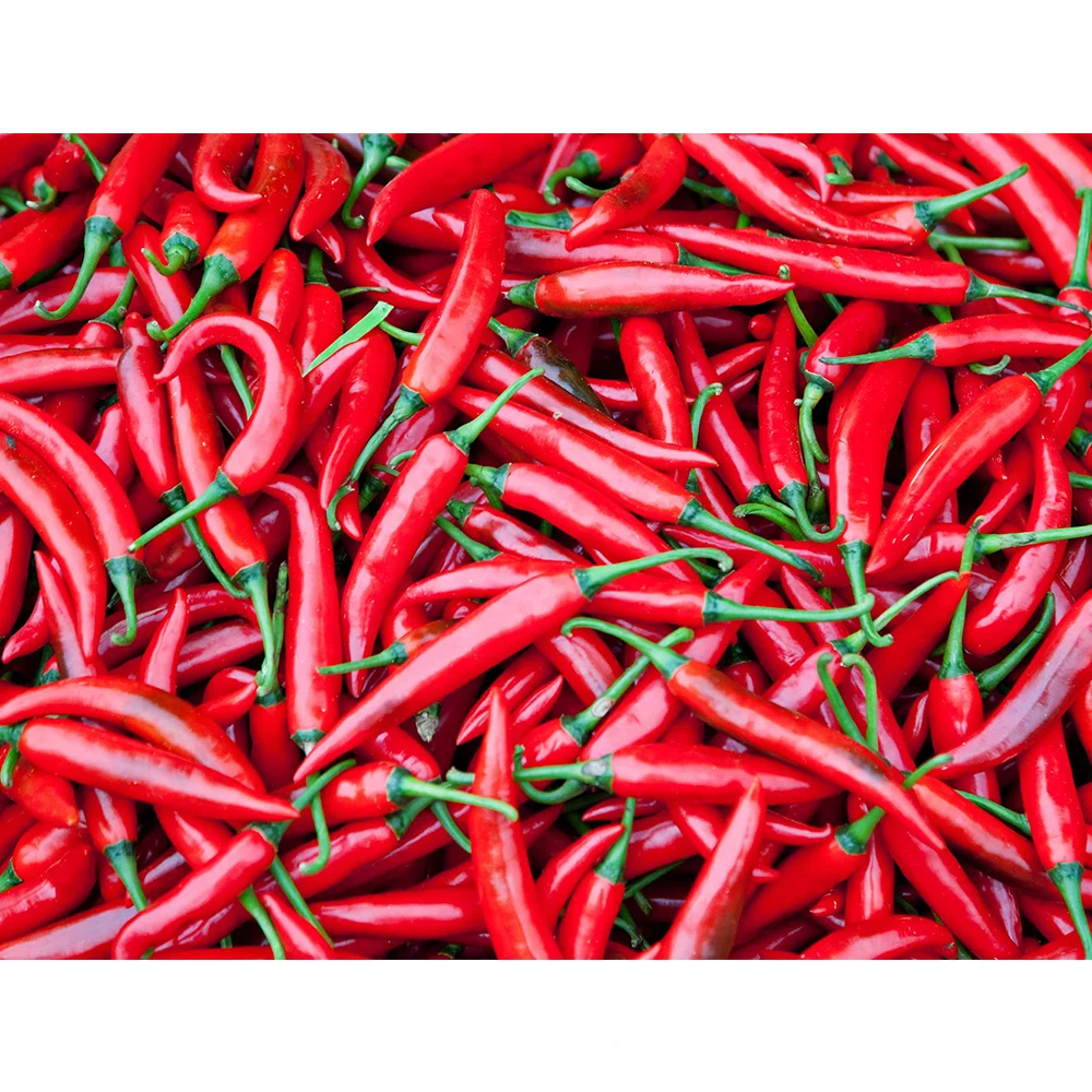 Fresh Chilli Agricultural Products Organic Products Chili Manufacturer Using For Food Daily Made In Vietnam