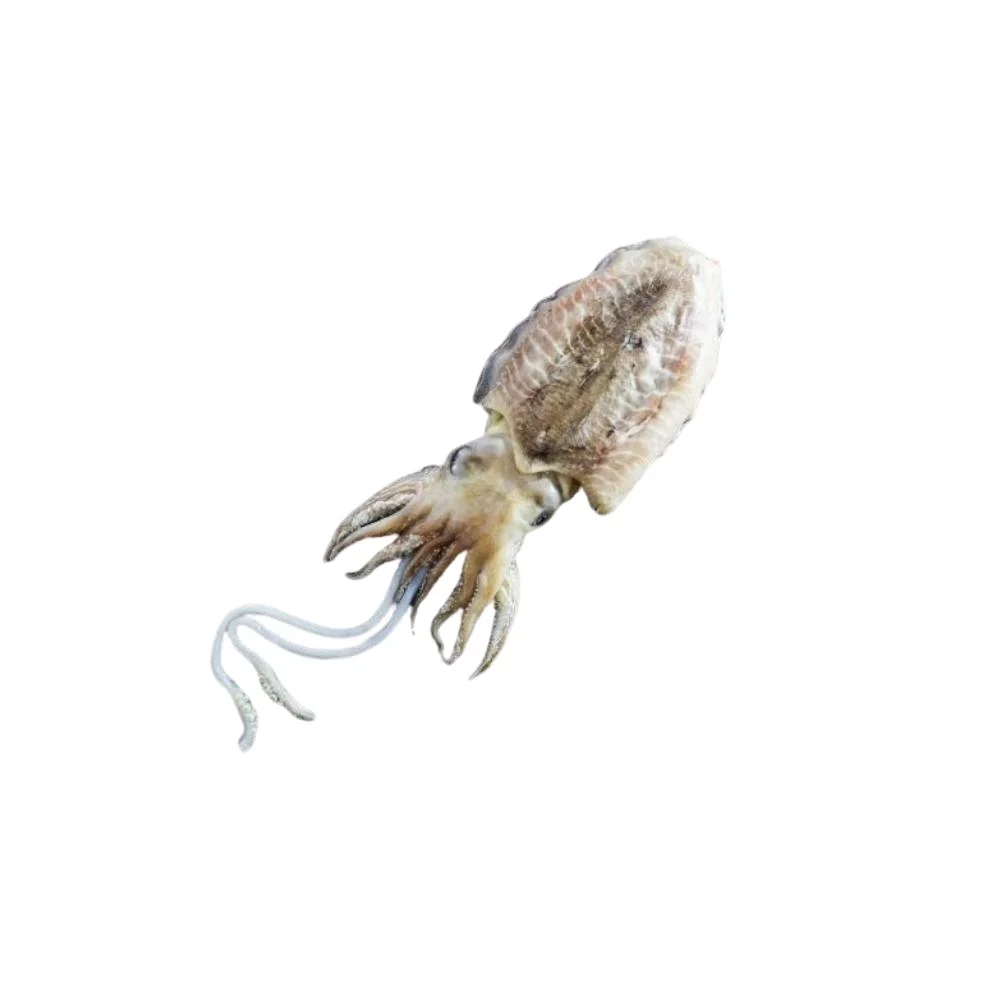 Altawakal Frozen Foods Hot Selling Frozen Cuttlefish Delicious Nutritious Top Quality For Export from Pakistan