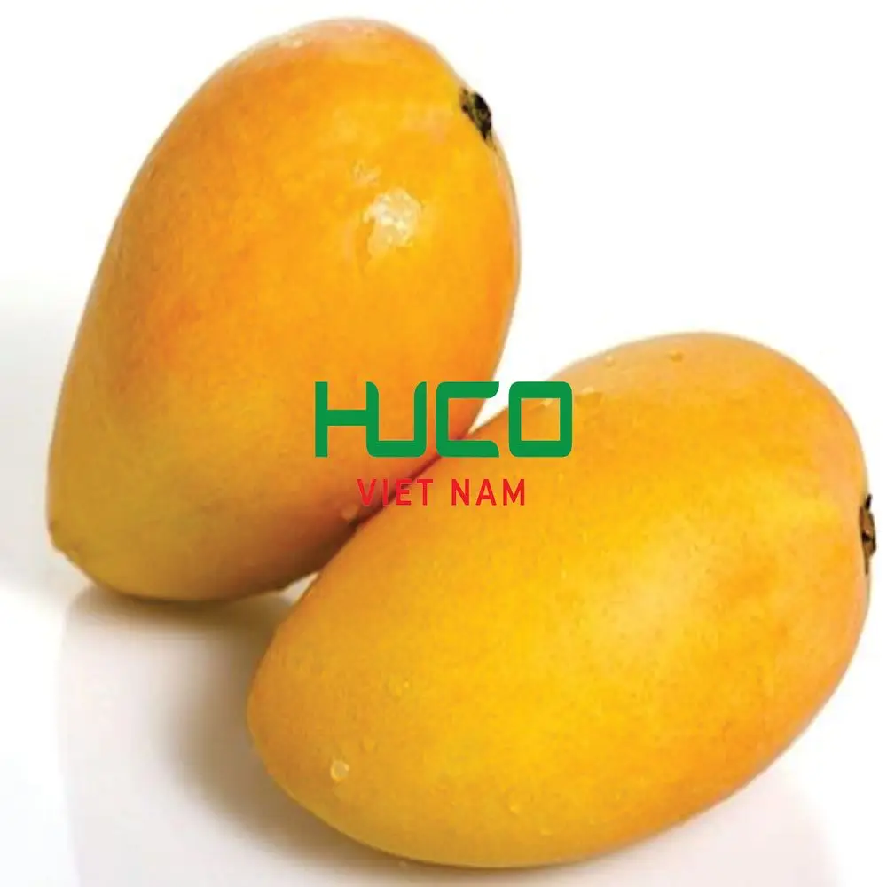 Premium Grade  Fresh Mango Best Selling Fresh Mango Fruit Exporter from Vietnam