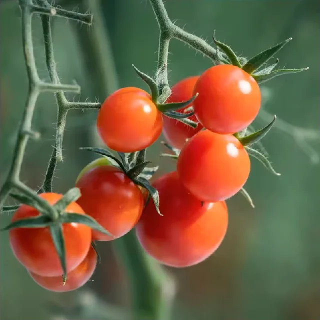 Fresh Tomatoes Available from Thailand