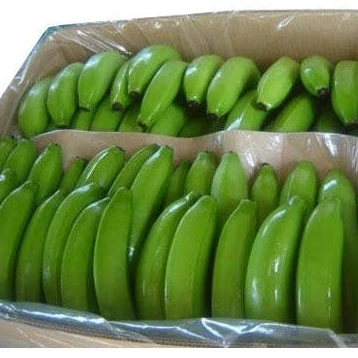 Natural high quality Green Yellow Cavendish Banana Wholesale top grade bananas best price fresh bananas