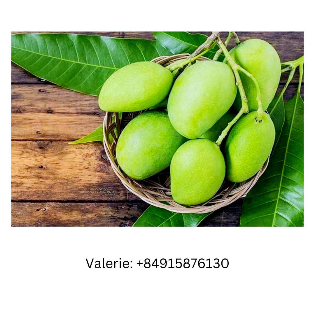 Newest Seasson Fruit Naturture Green Mango  With natural Aroma And Sweetness For Wholesale Price