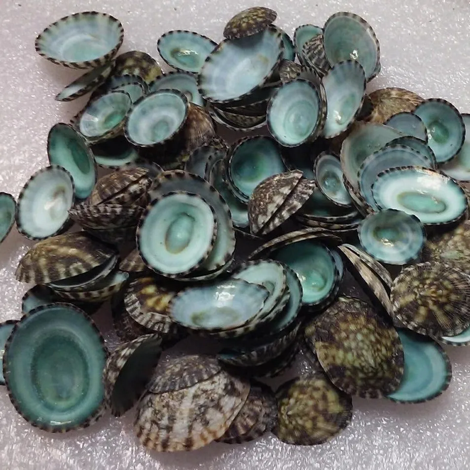 Зеленые ракушки limpet натуральные limpets сырые морские из Вьетнама