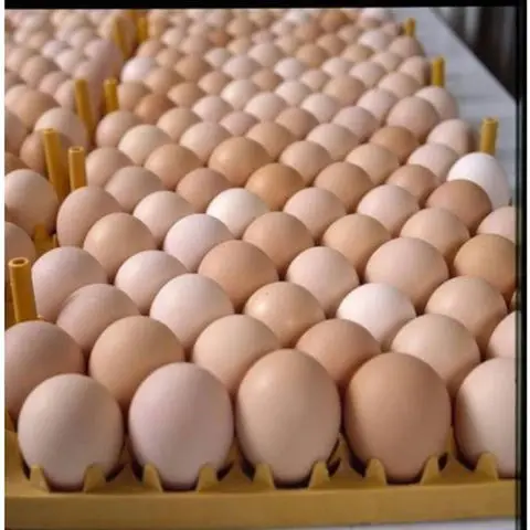 Fresh Chicken Table Eggs Brown/White Fresh