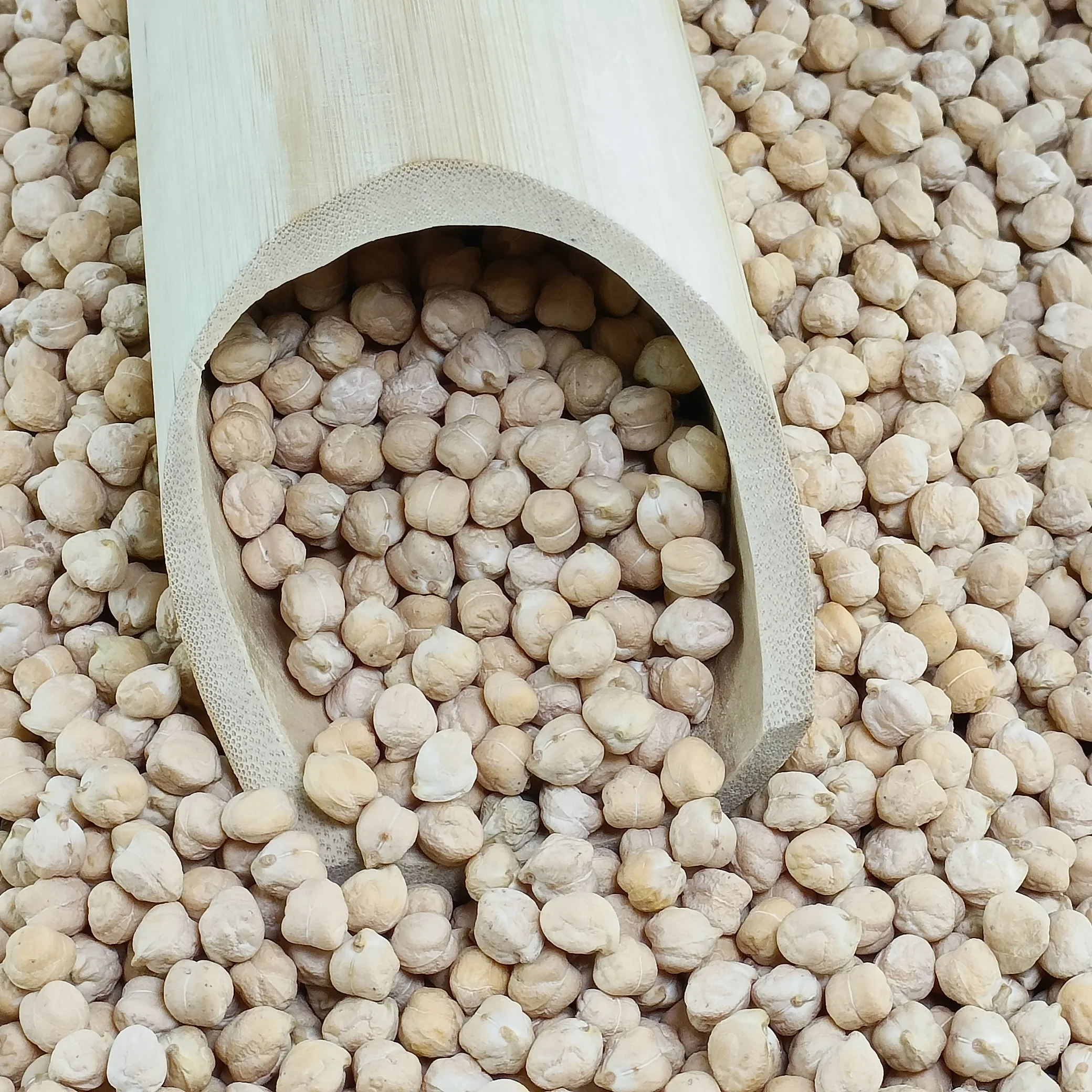 Discounted Bulk Chickpeas  High Nutritional Value, Fresh Neutral Smell, New Crop 2024, Direct Factory Sale