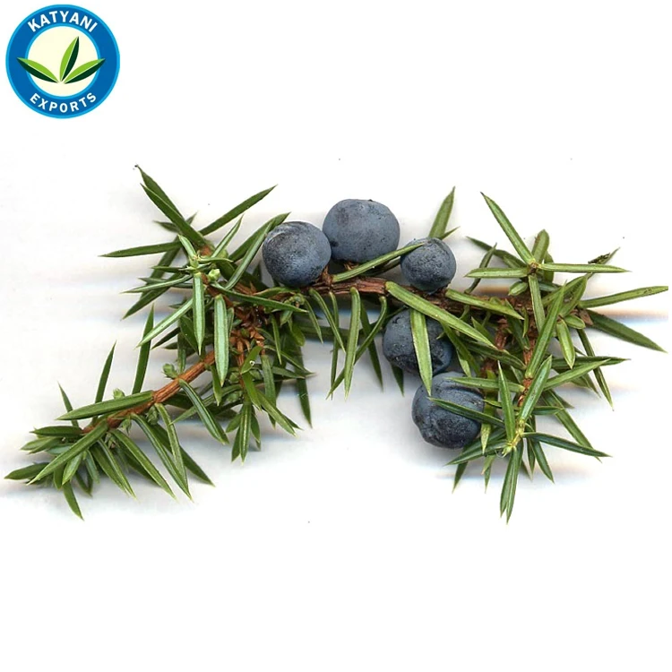 Private Label 100% Pure Natural Juniper Berry Essential Oil Wholesale Bulk Supply for Cosmetics Organic Available Lowest Prices