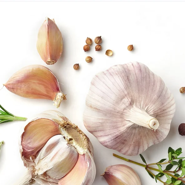 fresh pure /normal white garlic for export mesh bag