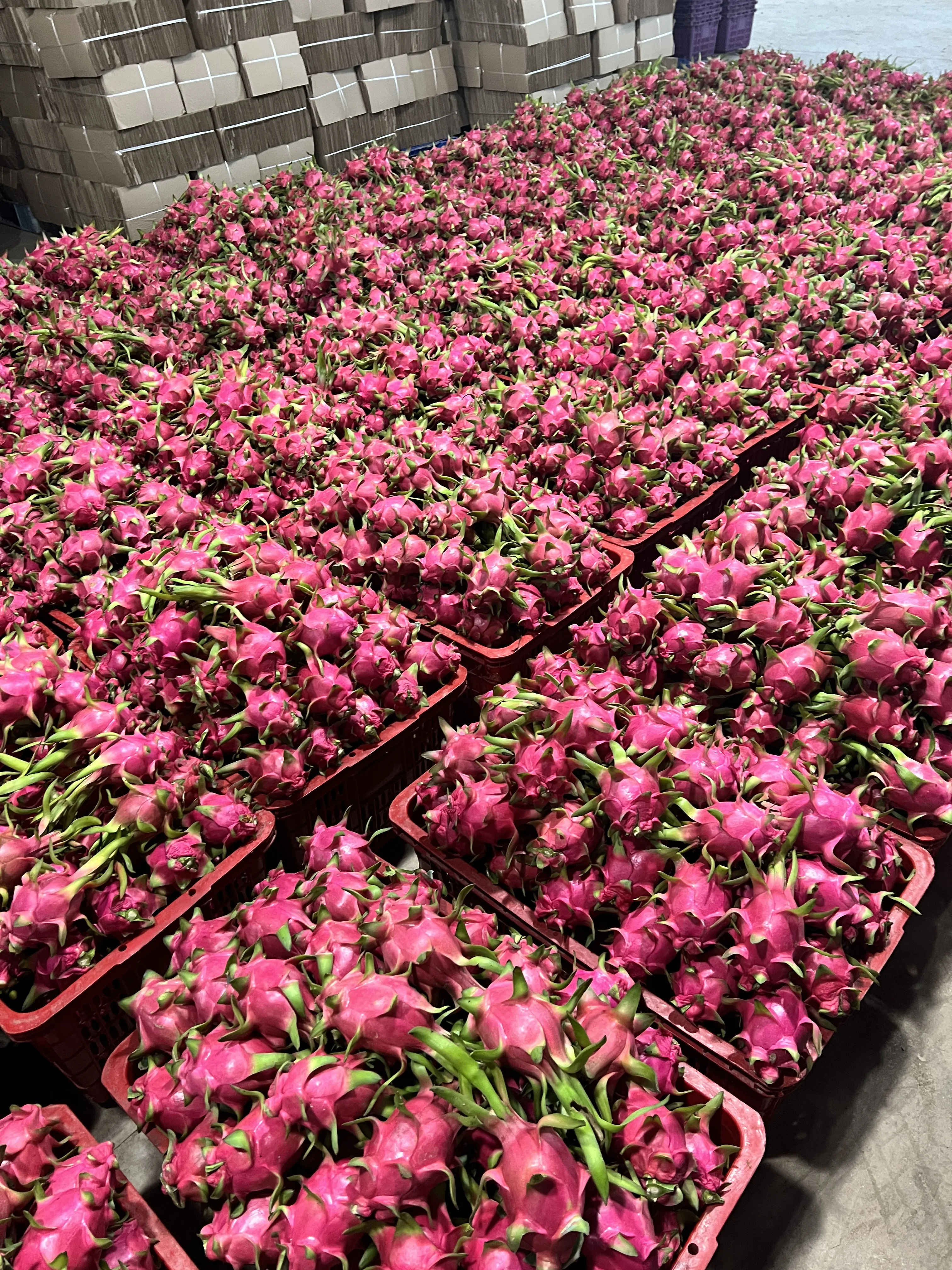 Fresh Dragon Fruit from Vietnamese Supplier with the Most Competitive Price
