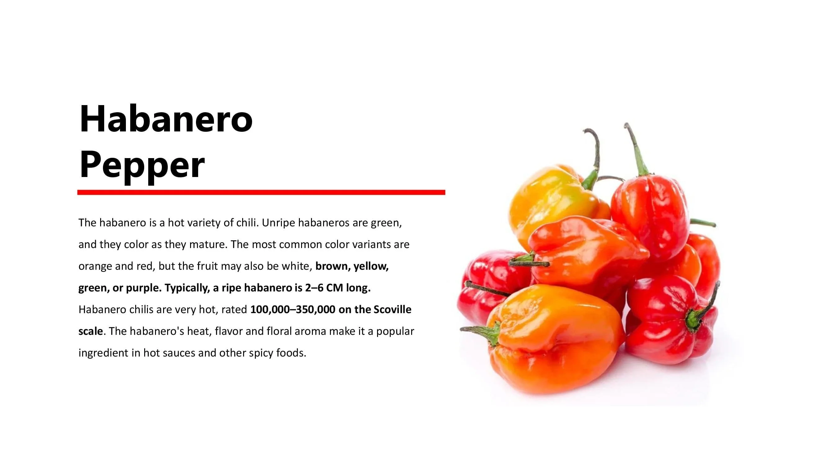 chilli00014.jpg