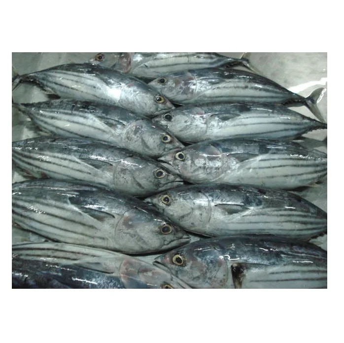 High Quality Sea Frozen Fish Whole Round Bonito Tuna Skipjack For Export Seafood Frozen Whole Round Bonito Tuna Fish Skipjack