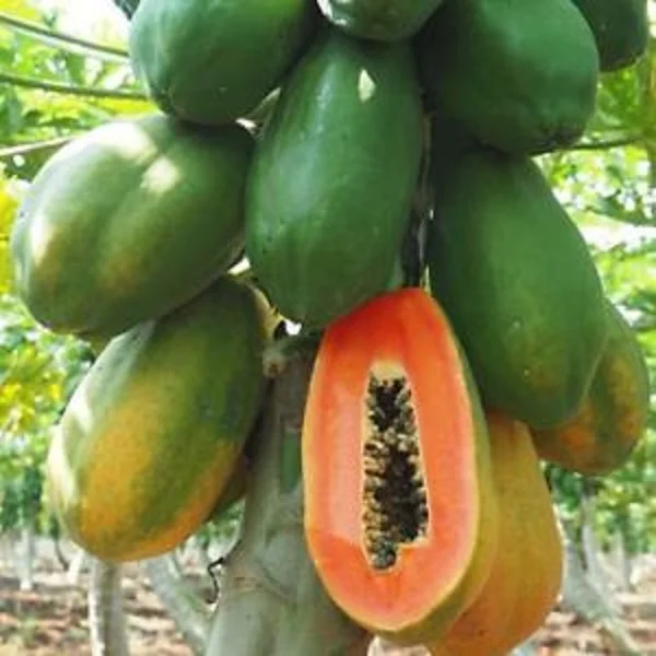 papaya.jpg