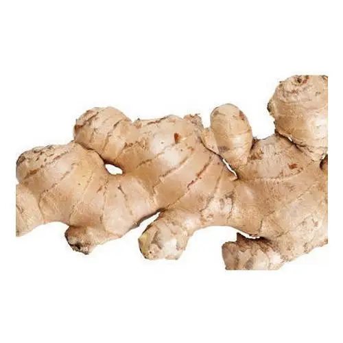 High quality fresh Ginger exporters wholesale price available.