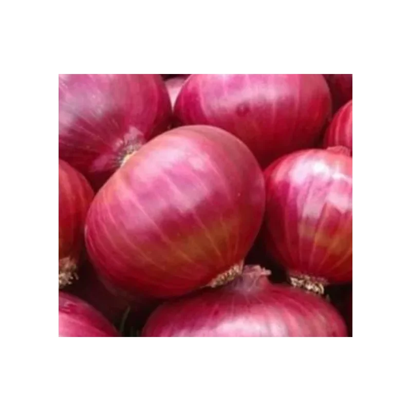 Our Red Onions Are Renowned for Their Vibrant Color, Crisp Premium Indian Round 30 to 60 Days in The Fridge 4 to 6 Weeks Outside
