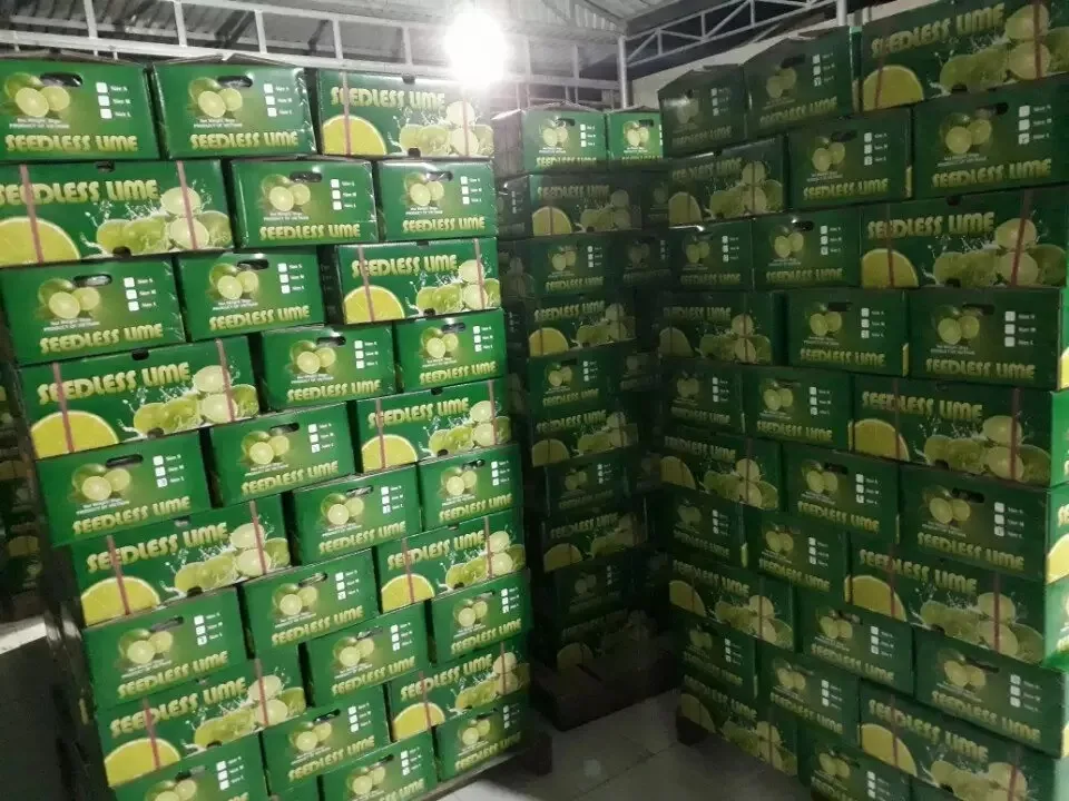 Wholesale cheap Price Hot sale high quality fruit green Lemon Fresh seedless Lemons