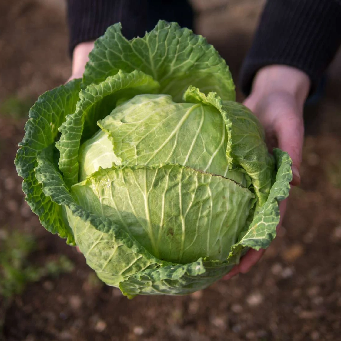 Fresh Cabbages From Wholesale Vietnam Supplier Vegetables Agriculture High Quality Green Farmer All Season Ready To Ship