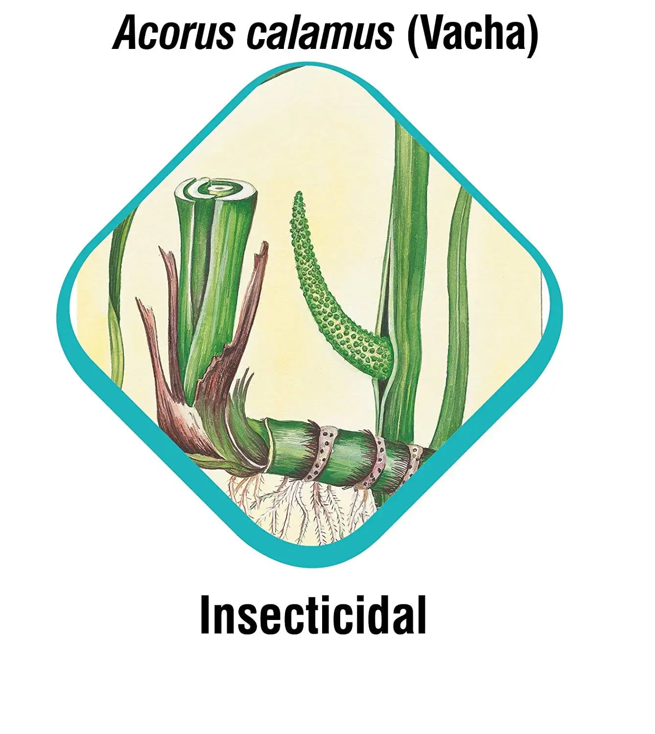 Himalaya Erina EP Shampoo Ecto Parasiticidal Shampoo Controls Ectoparasites like Ticks, Fleas, Lice in Pets - 200 ml