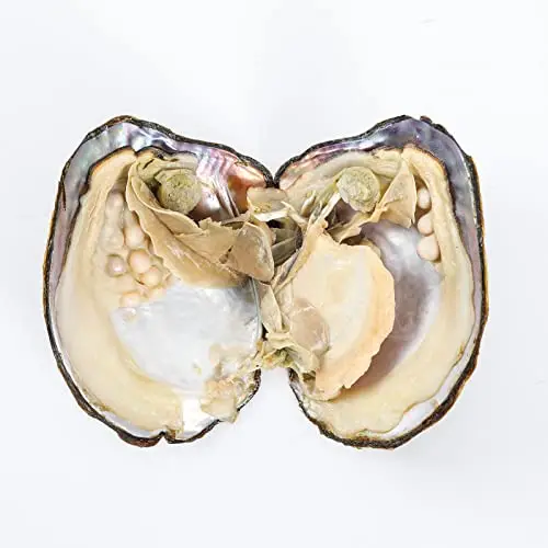 Oysters 06.jpg