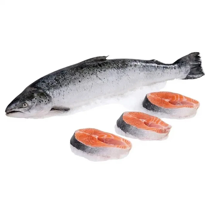 Fresh Salmon Fish / Salmon   100% Export Quality Salmon Fish for sale