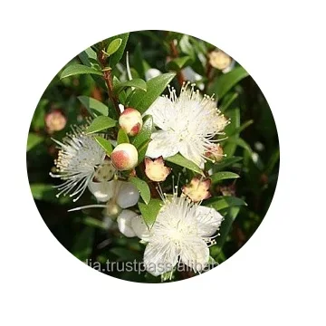 Pure Myrtle Oil Bulk Myrtle Oil at wholesale price Manufacturer of Myrtle Oil at wholesale price