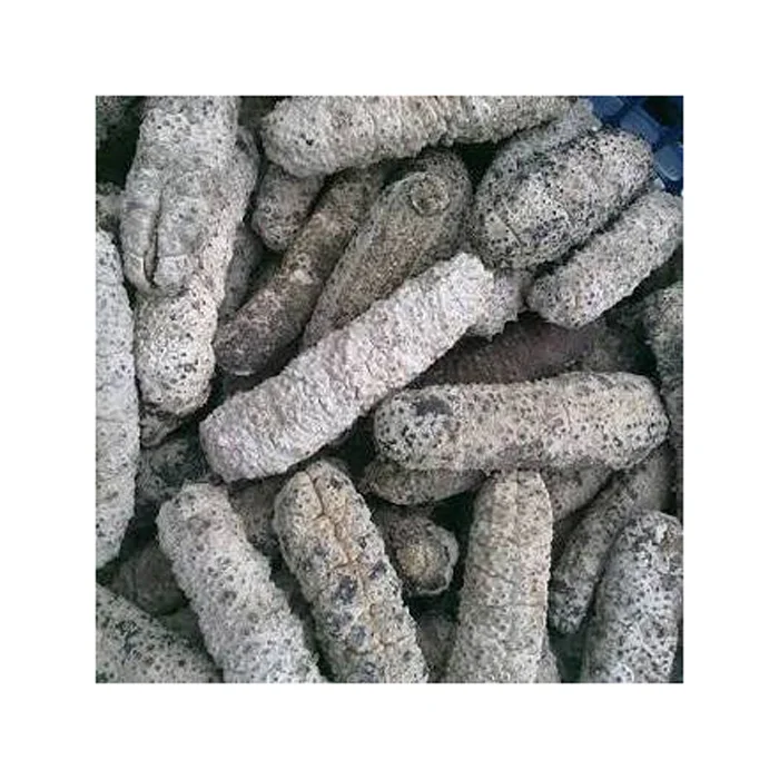 Новый Сушеный морской конек/морской огурец оптом для продажи
