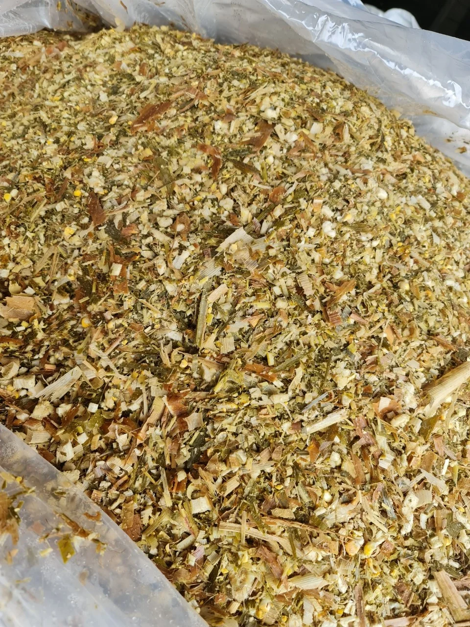 VIETNAM CORN SILAGE/CORN SILAGE ANIMAL FEED CONCENTRATE - HIGH QUALITY AND COMPETITIVE PRICE / Whatsapp +84902679738 Ms Jolie