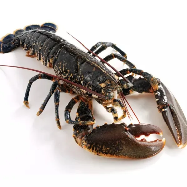 Wholesale Live Lobsters Frozen Lobster Tails / Live Lobster For Sale Lobster Tails Wholesale / Live Lobster Price