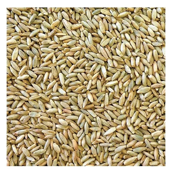 100% Pure Natural Quality Organic Rye Grains At Best Wholesale Pricing
