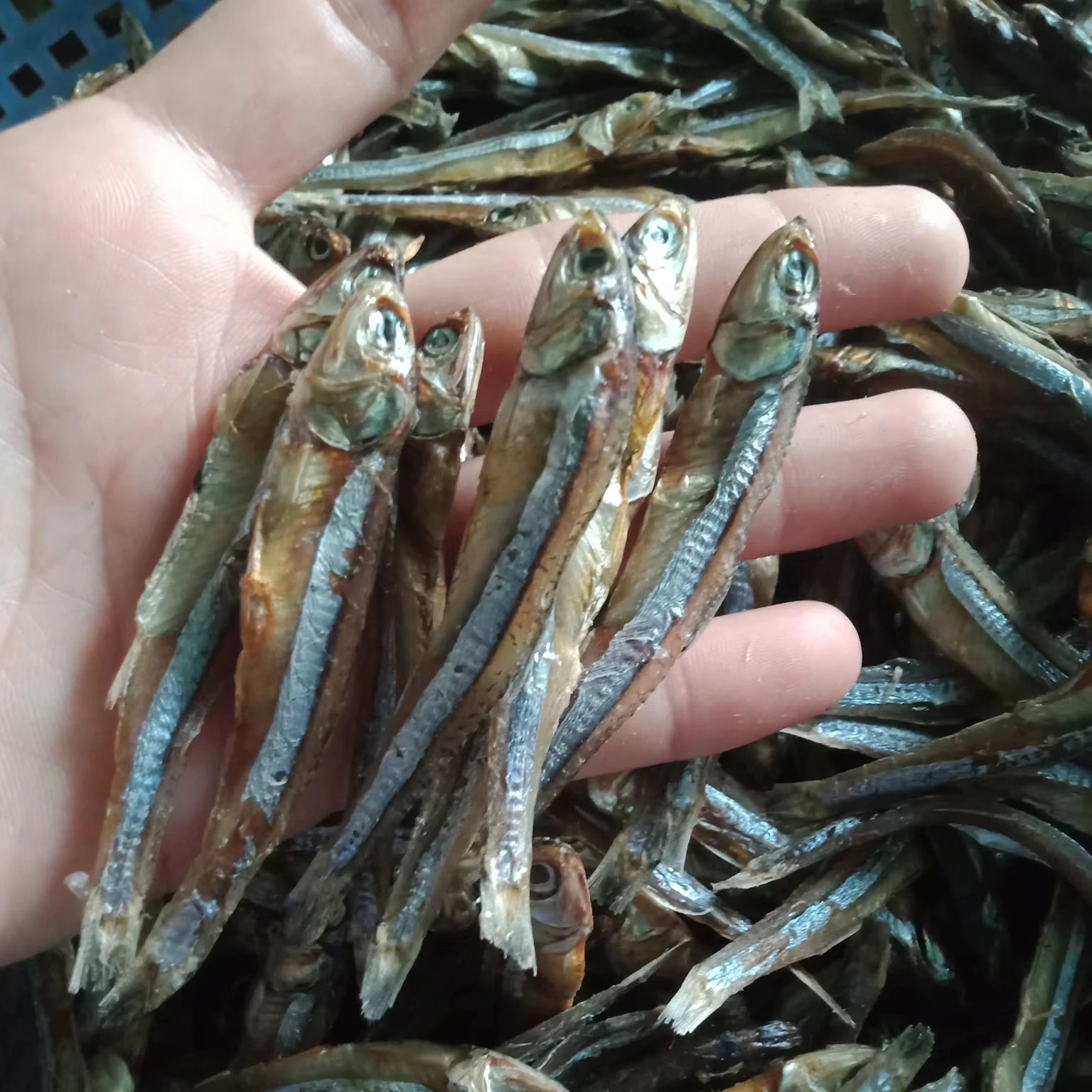 High Quality Bulk Seafood Wholesale Sun Dried Anchovy Fish with Head Fresh Style Preserved with Salt Good Price from Vietnam