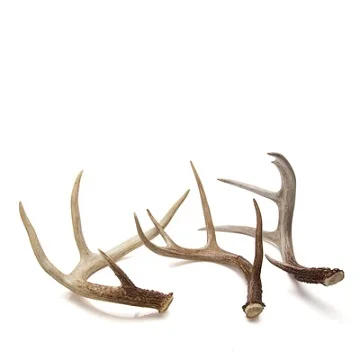 Red Deer Antlers for Sale