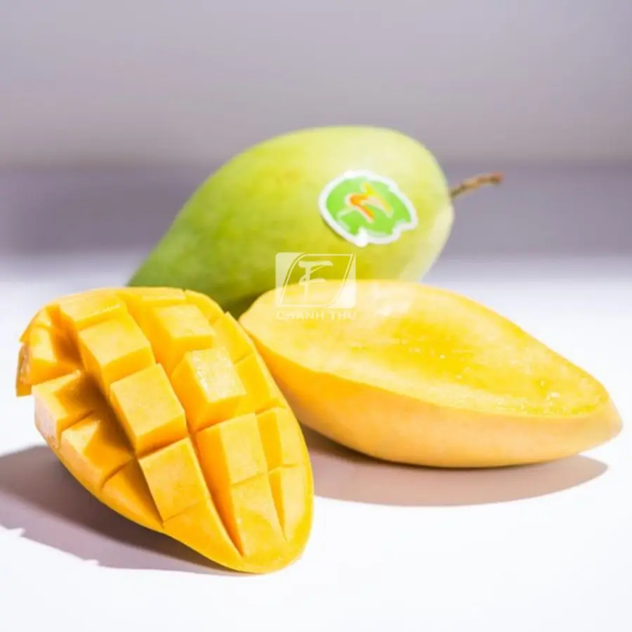 Organic Fresh Mango Hoa  Loc Mango High Quality  Sweet Taste Mango Export From Vietnam Carton Box Packaging