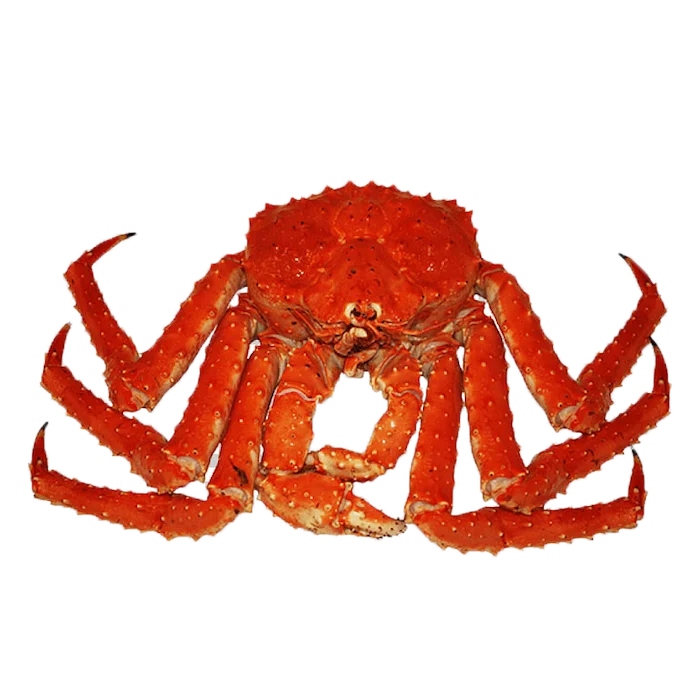 Wholesale Jumbo Alaska Snow Crab Legs Fresh Frozen Snow Crab Clusters; Live Storage Variety includes Mud Crab