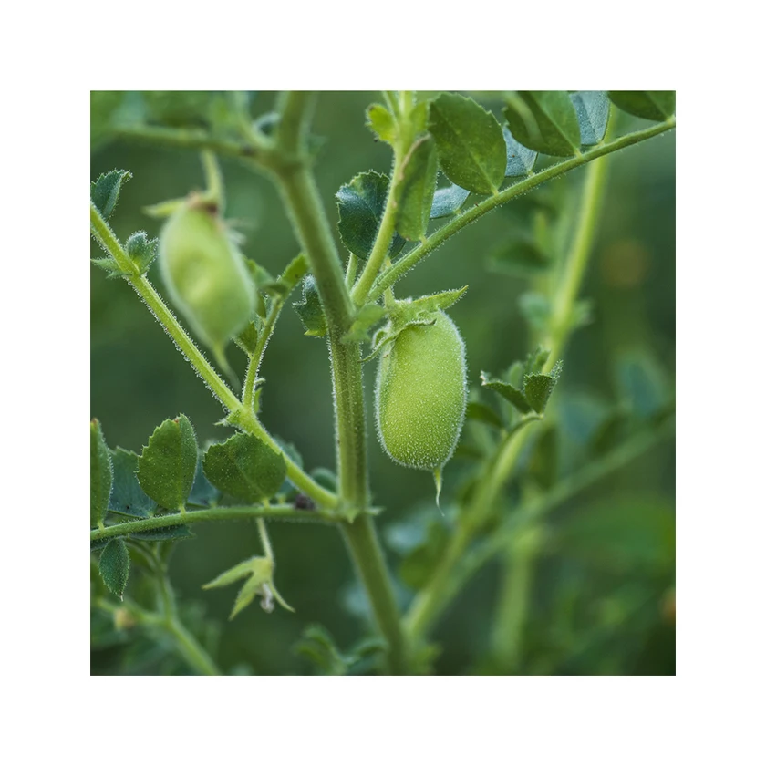 Оптовая продажа, цена, фирменная торговая марка, сельскохозяйственная упаковка, экспортный пакет, желтый жареный нут из Бразилии