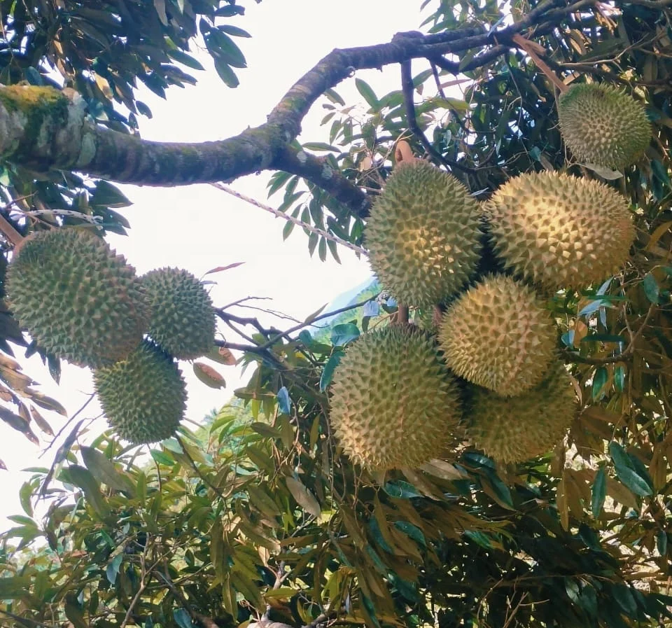 Wholesale IQF Frozen Musang King Durian From Malaysia Tropical Fruit Seasonal Fruit Thorny Fruit Fresh Premium Quality Packing