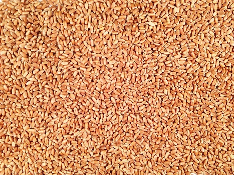 Wheat Grain from India Max Soft Bag Indian Style Packing COLOR Brown Natural Origin Type Milling Dried Protein Product Place