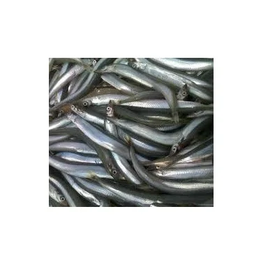 Cheap Price Frozen Yellow Pike Conger Eel Seafood Indonesia
