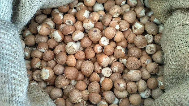 Dried split betel nut cheap price from Vietnam supplier/Wholesale areca nut good price 2023