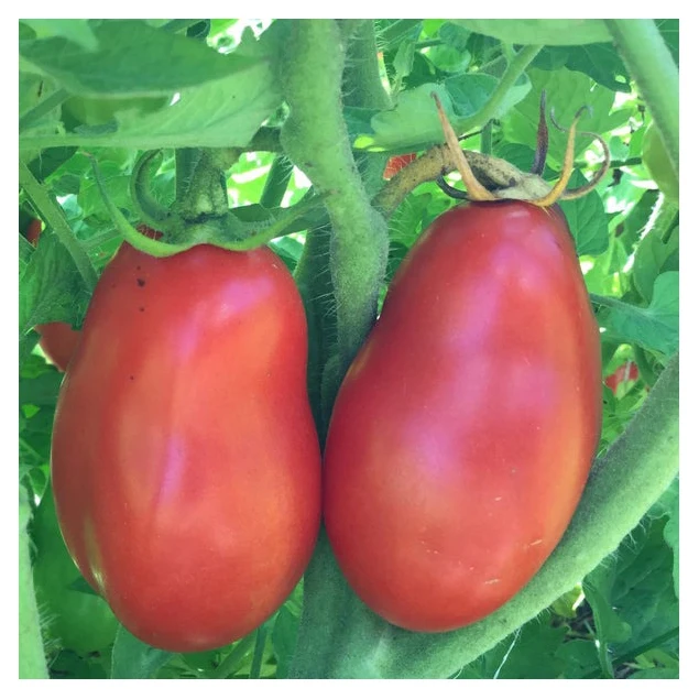 Wholesale Fresh Natural Cooked Tomatoes Premium Vegetables