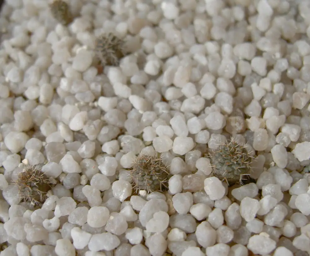 Wholesale Price Cotton Seeds for Wholesale Prices