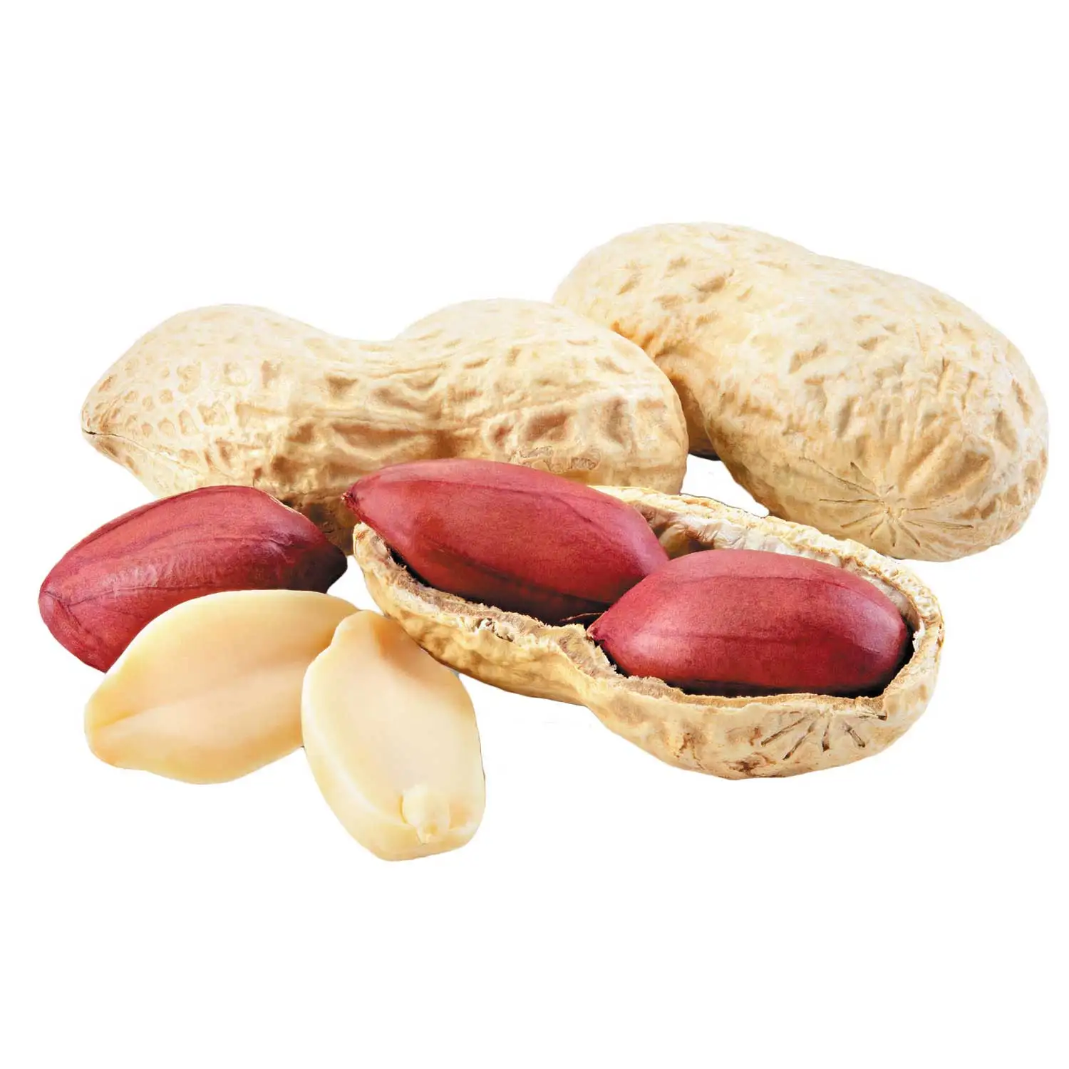 Rich in protein Rich organic protein Kernel Raw Peanuts Kernel Peanut
